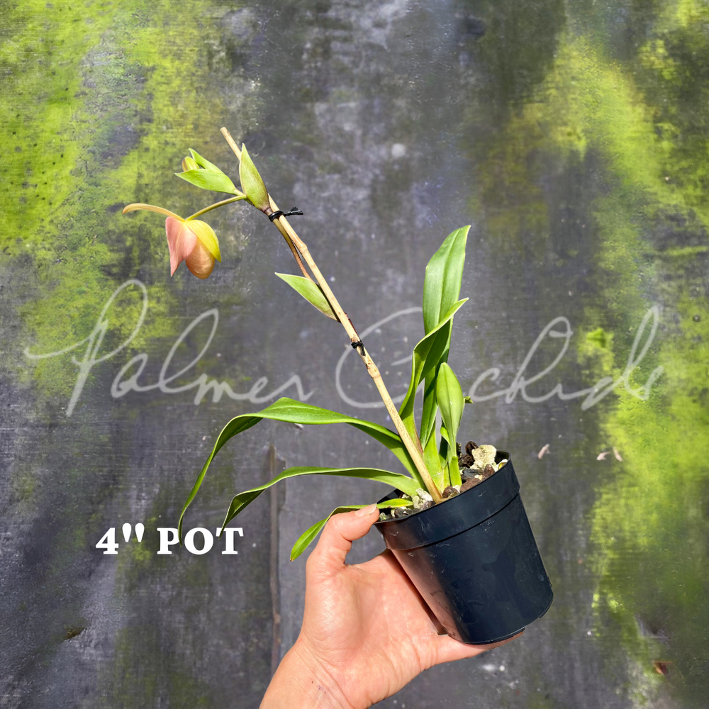 Phrag. QF Kealohaikea — Palmer Orchids